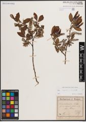 Foto von Salix caprea L. x Salix silesiaca Willd.